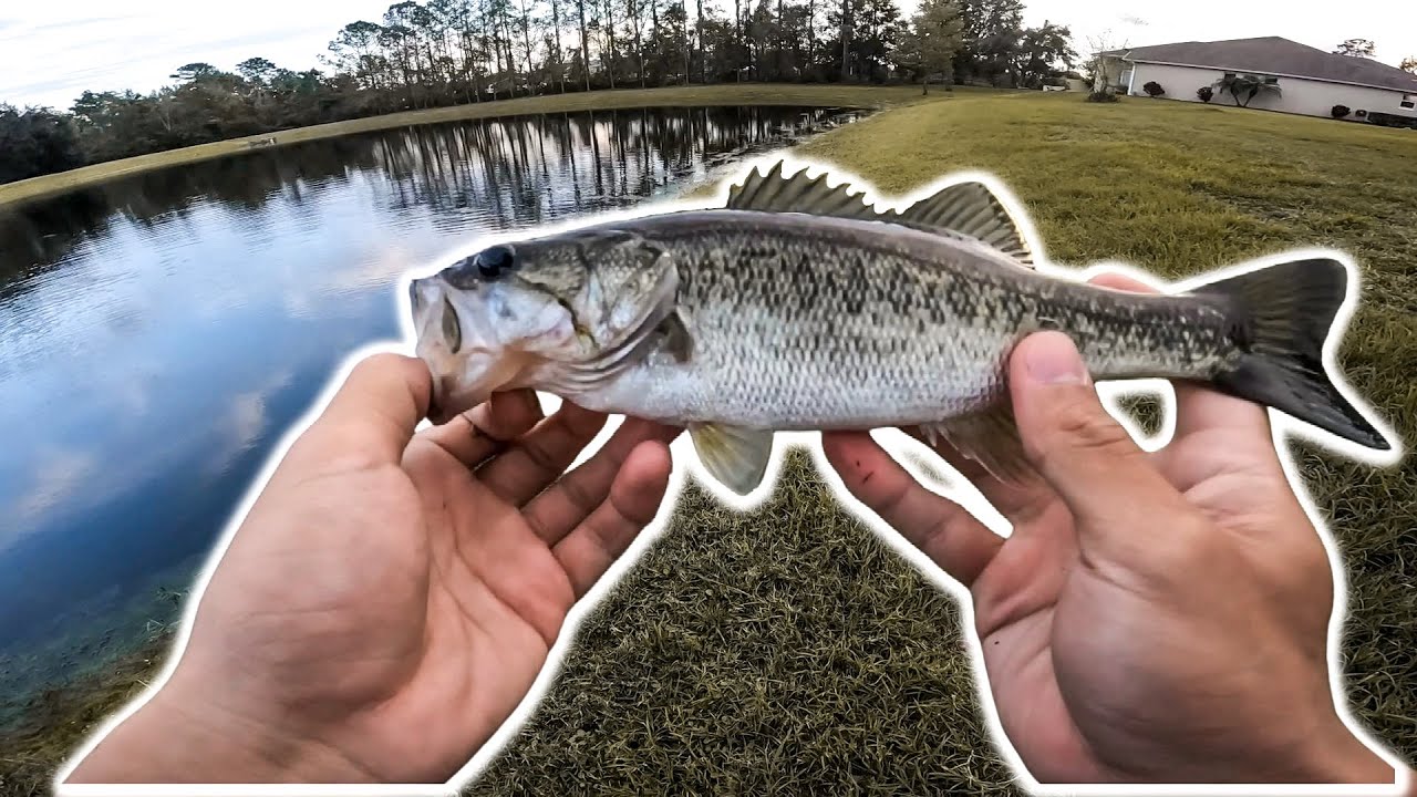 Suburban Fishing For Whatever Bites (HUNGRY Fish Are In My Neighborhood Pond)