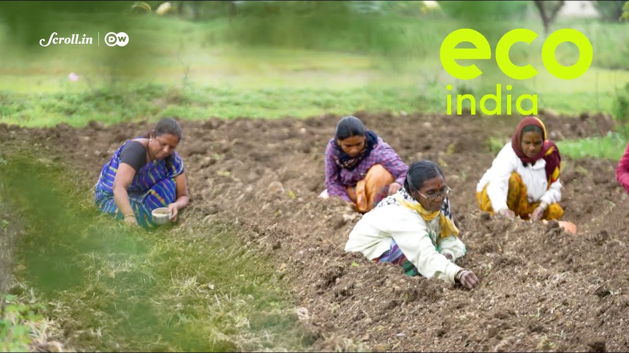 Eco India: Marathwada’s women rely on ingenious cropping techniques to navigate climate uncertainty