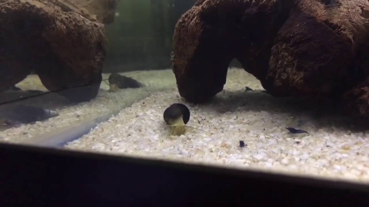 Breeding Freshwater Shrimp: Best Filtration - Shrimp Saturday