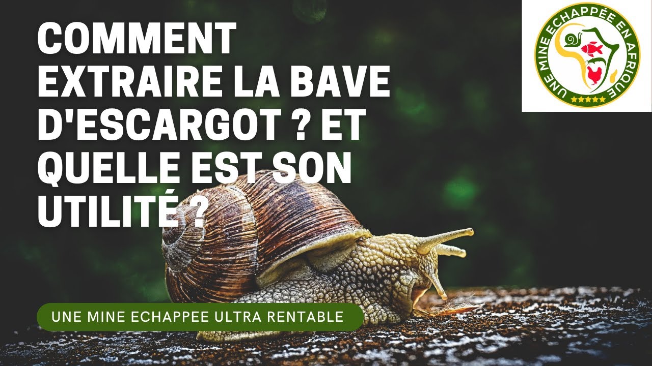 Comment extraire la bave d'escargot ? Et quelle est son utilité ?