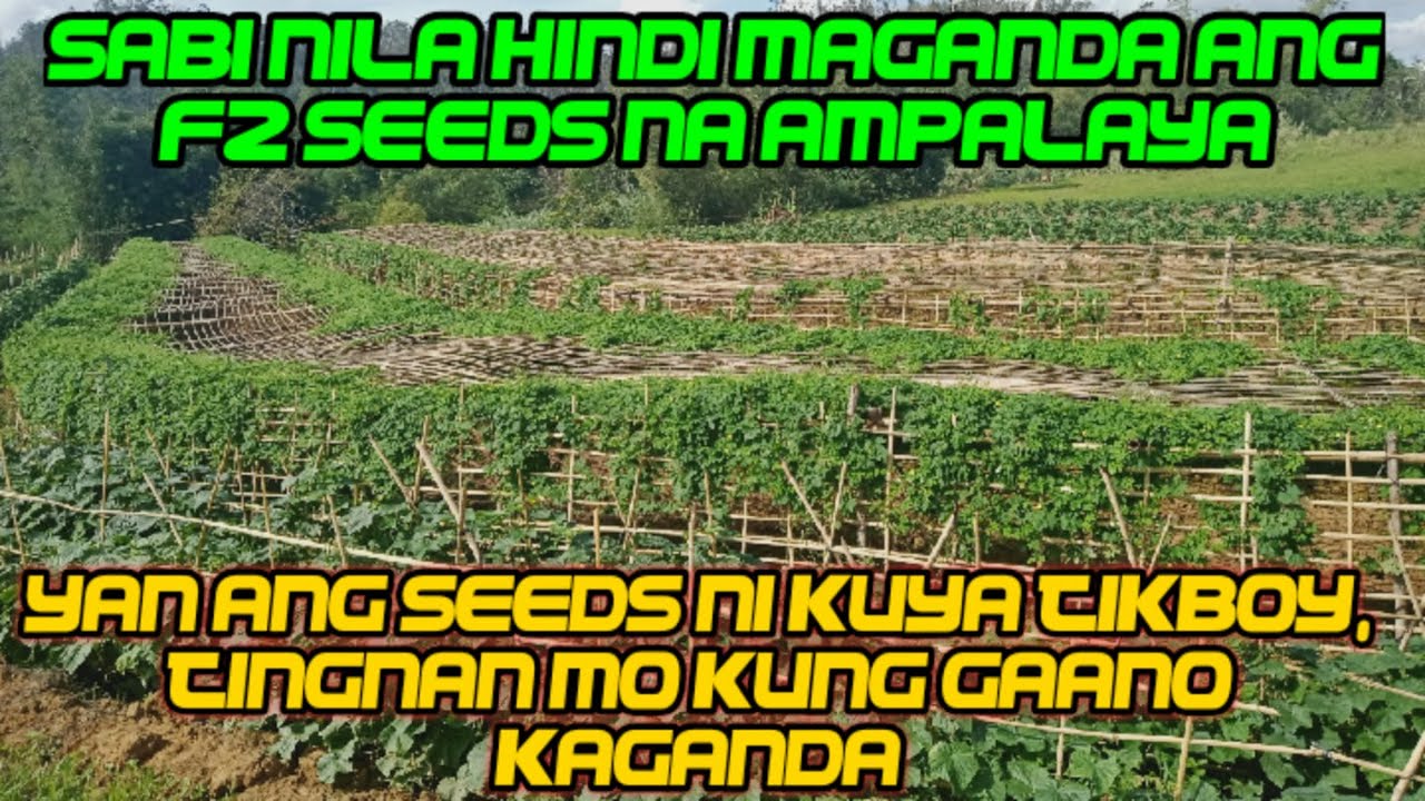 Bakit Bibili ka pa ng Seeds ng Ampalaya Kung PAREHO rin lang KAGANDA sa SARILING TANIM NA BINHI