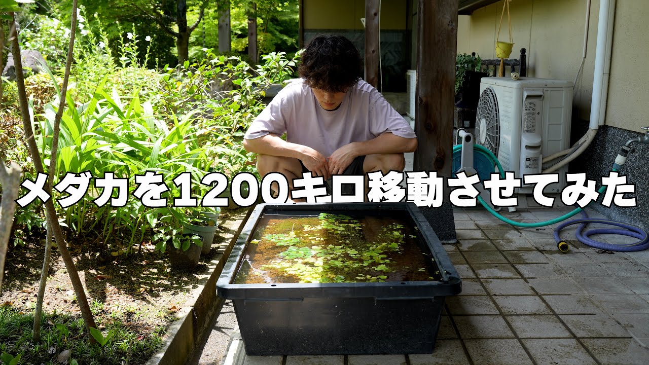 メダカを新幹線に乗せて1200キロ移動させてみました