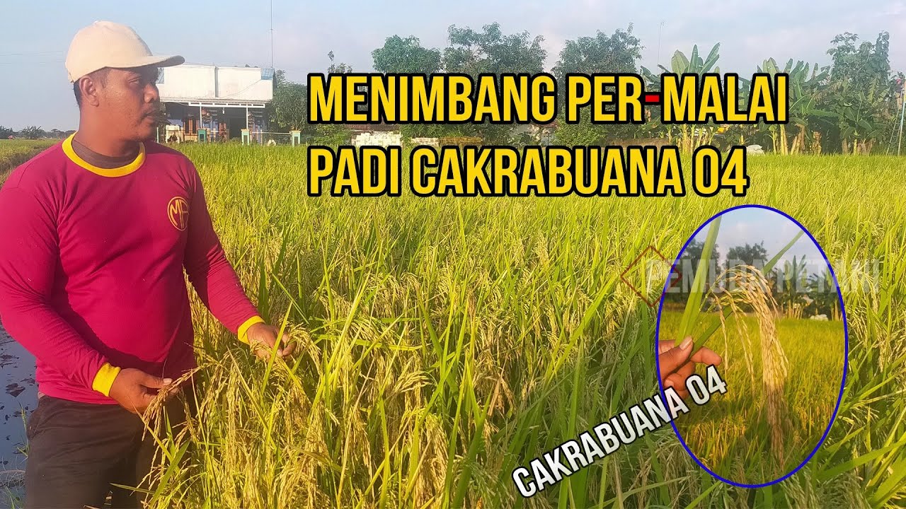 MENIMBANG PER-MALAI PADI CAKRABUANA 04