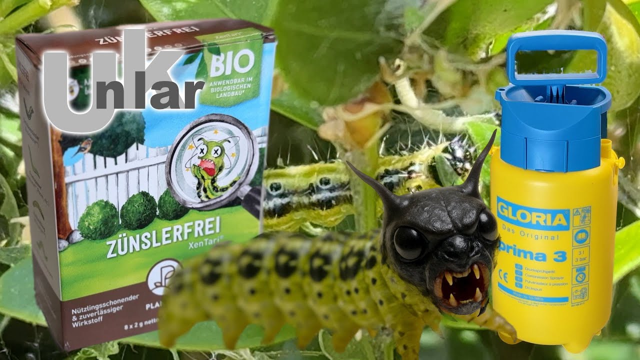 Buchsbaumz&uuml;nsler - Der Kampf hat begonnen...
