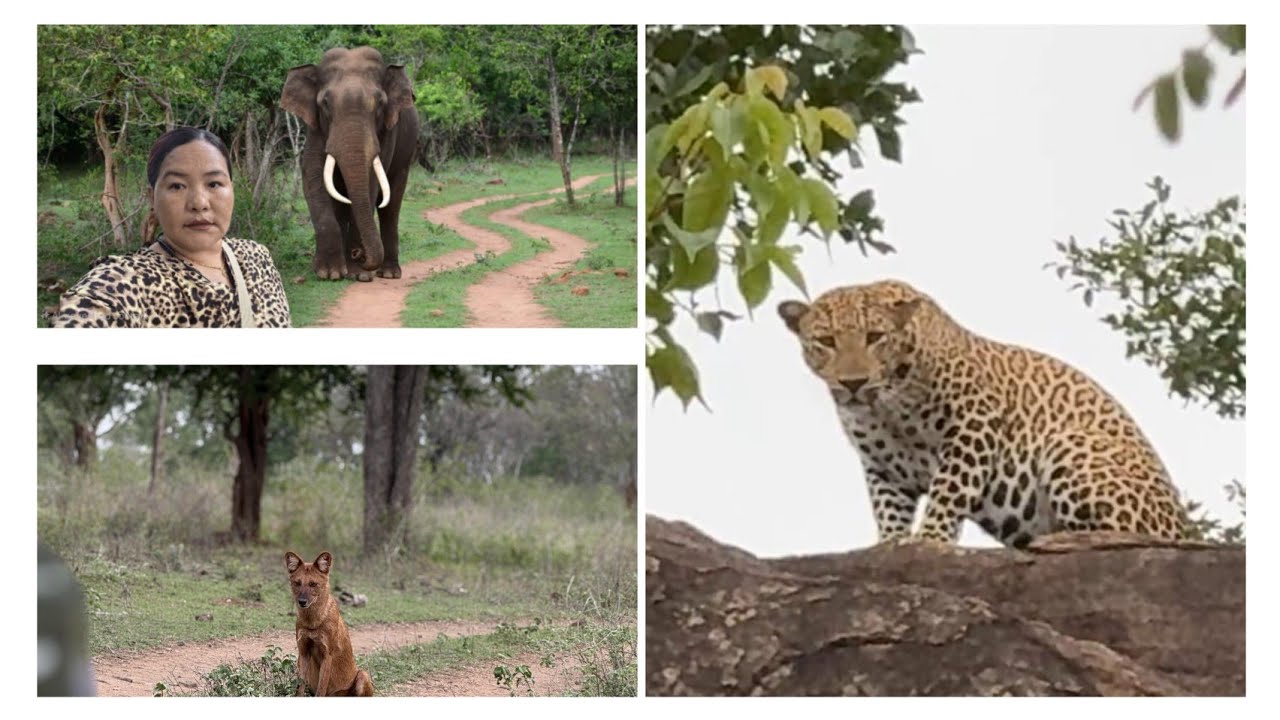 AN ANOTHER VISIT TO P.G PALYA WILDLIFE SAFARI||OMG😱SO MANY ANIMALS||NATURE||TIBETAN VLOGGER||