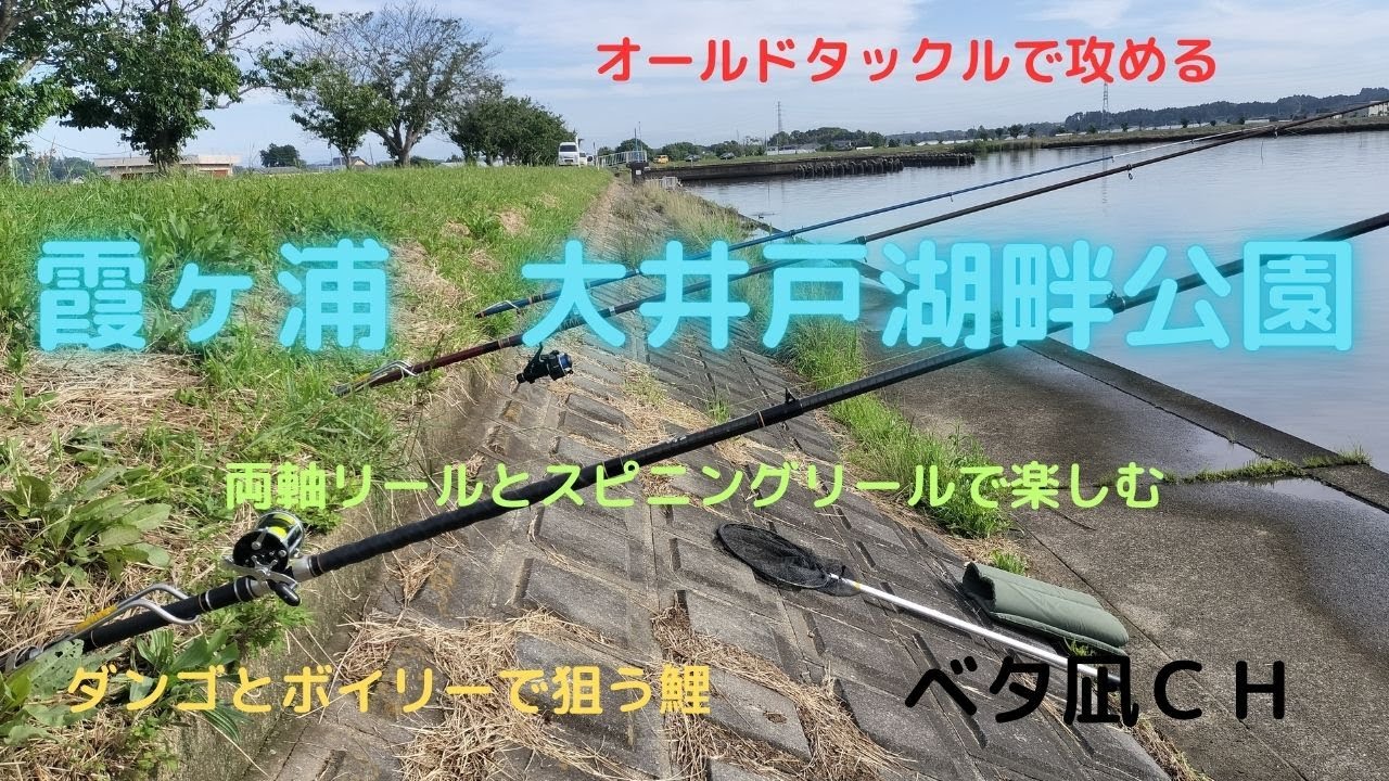 霞ヶ浦　大井戸湖畔公園で鯉釣り