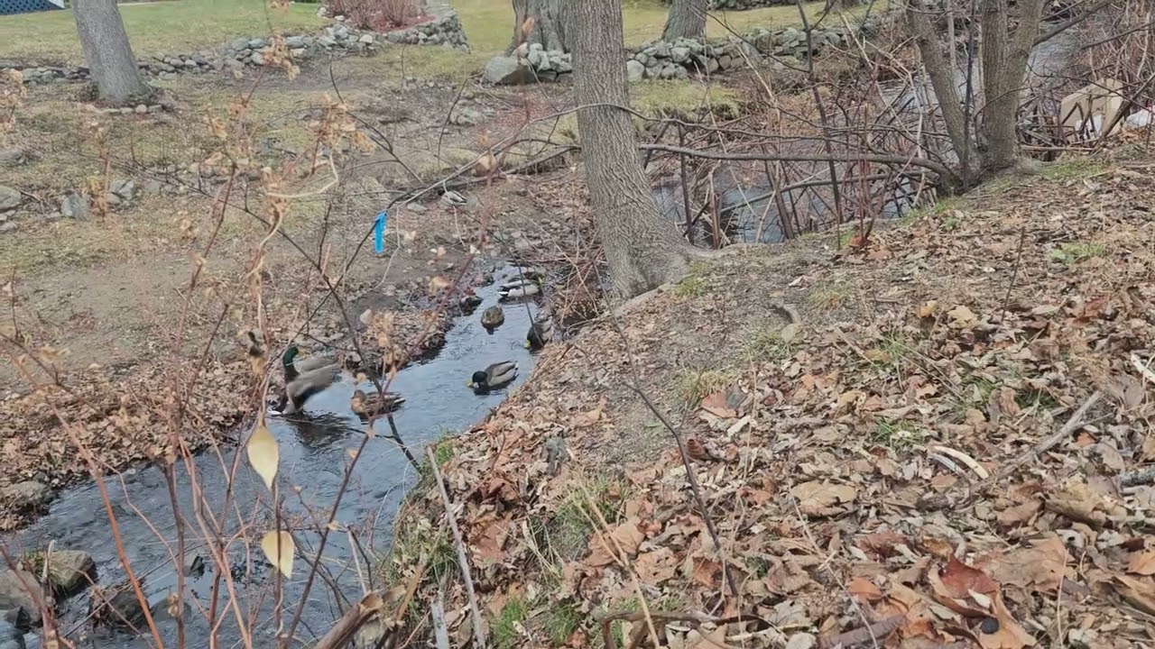 Mallards of Mill Brook