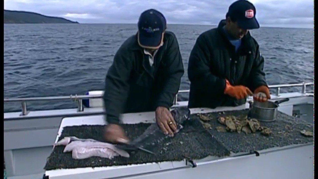 Solander Island blue cod - GONE FISHIN' 
