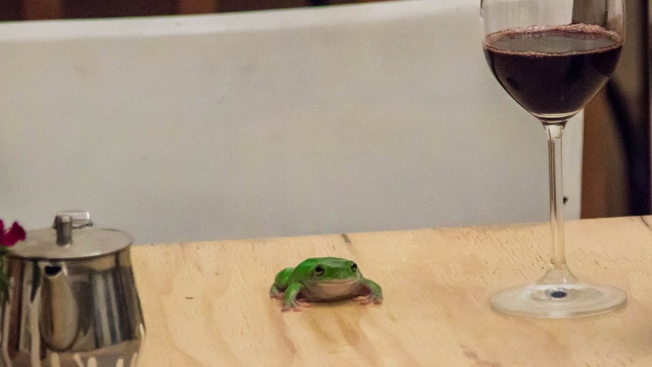 Australia Think Tank: Frogstomp