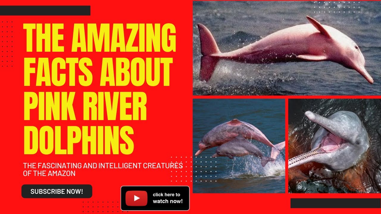 The Amazing Facts About Pink River Dolphins: The Fascinating and Intelligent Creatures of the Amazon