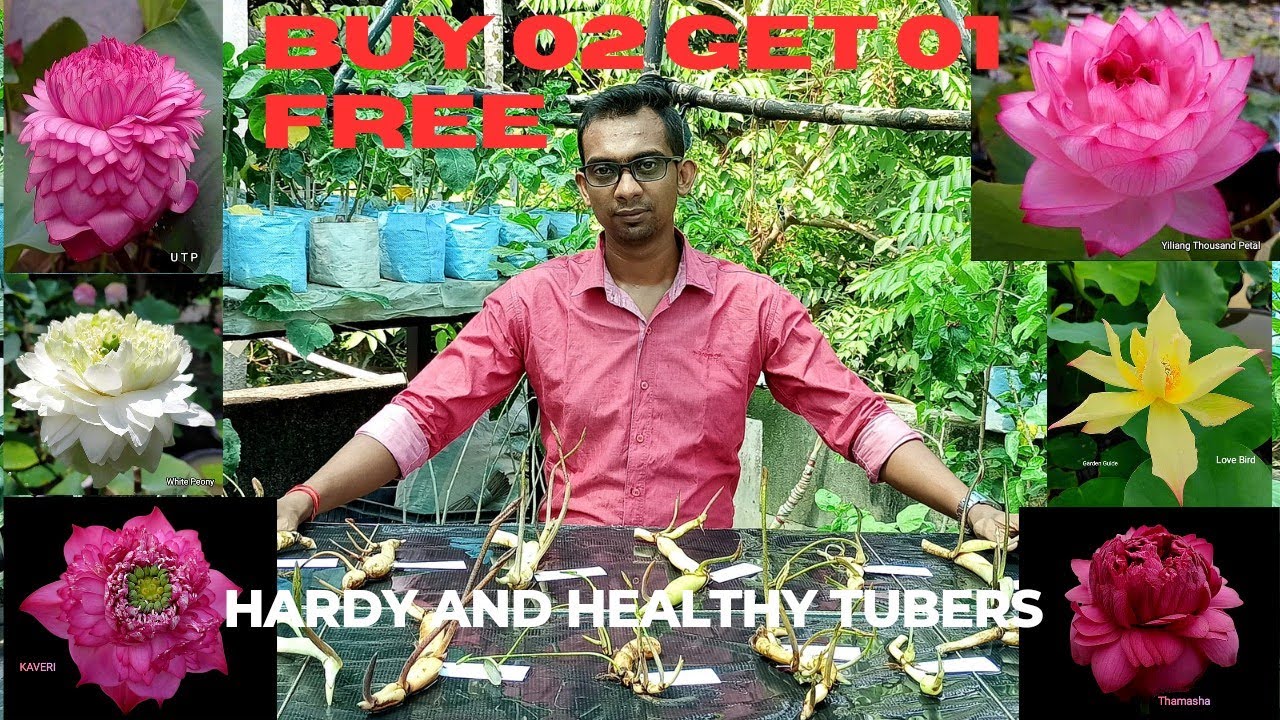 Hardy & Healthy Tubers ।। Buy 02 Get 01 ।। #tropical #lotus #tuber #পদ্ম #flowers #watergarden