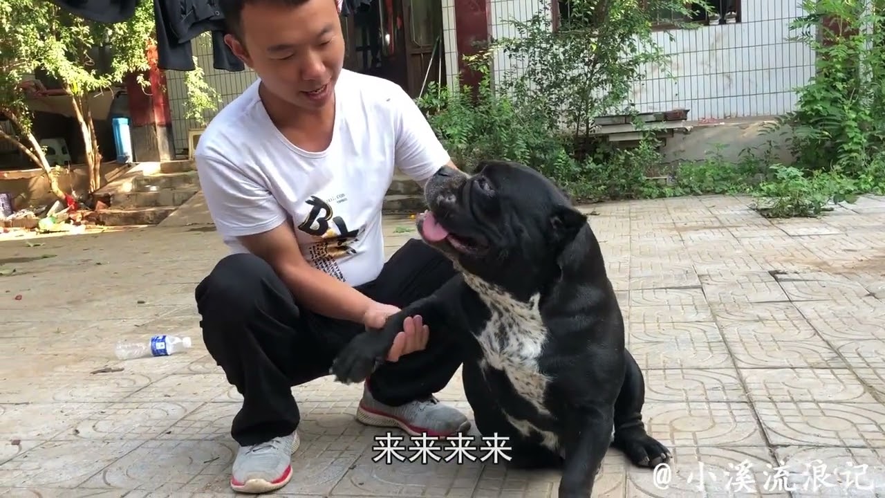 身价数万的纯种“恶霸犬”，主人竟免费送人，大家看看品相咋样