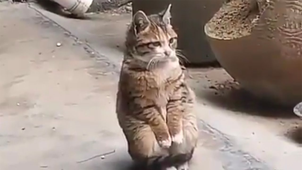 Was Tiere So Denken 128