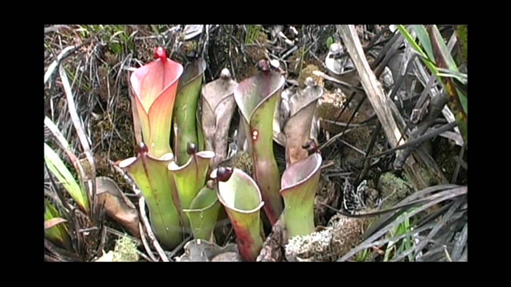 A bunch of Heliamphora & more. Chimanta Tepui and LosTestigos. With Stewart McPherson.
