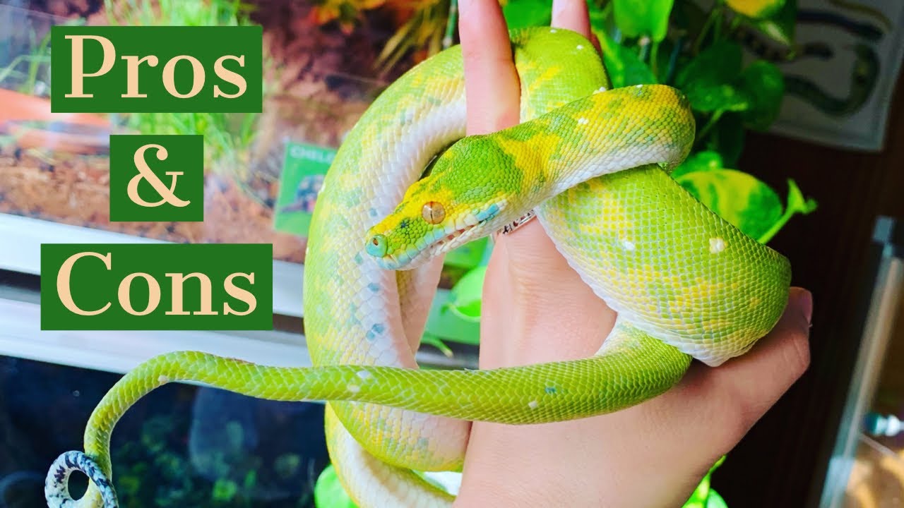 Pros & Cons to Green Tree Pythons