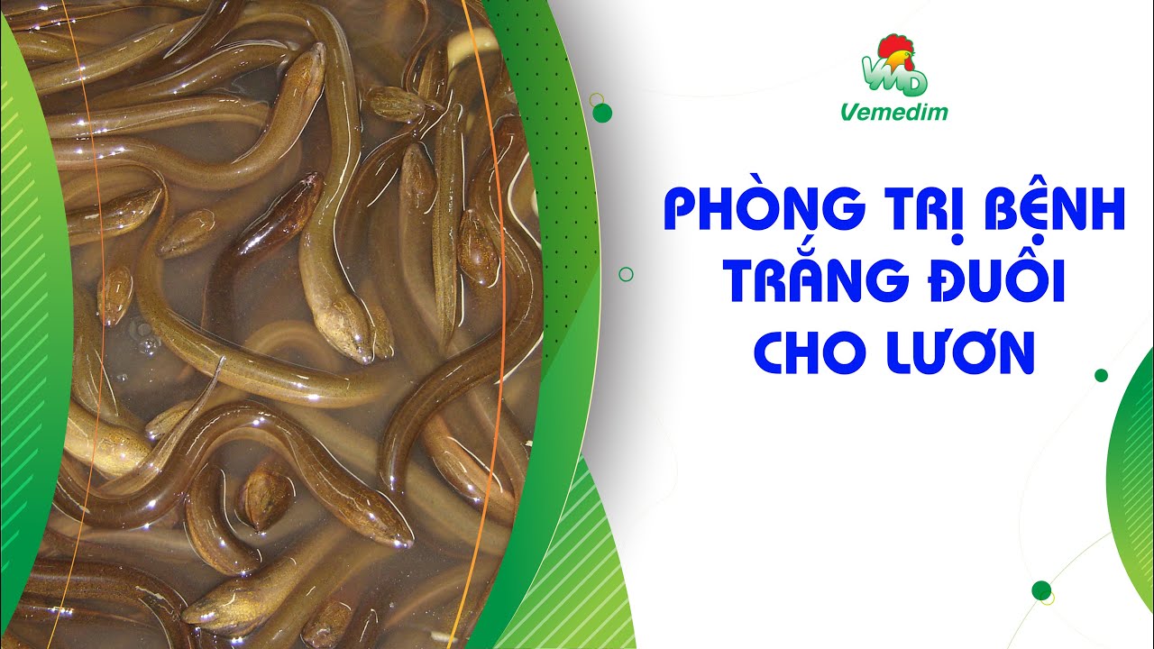 PHÒNG TRỊ BỆNH TRẮNG ĐUÔI CHO LƯƠN