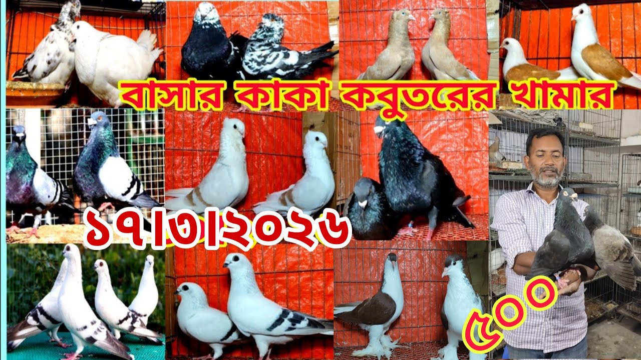 বাসার কাকা কবুতরের খামার ।। ডিম বাচ্চা সহ কবুতর কিনুন।। সবচেয়ে কম দামে কবুতর কিনুন