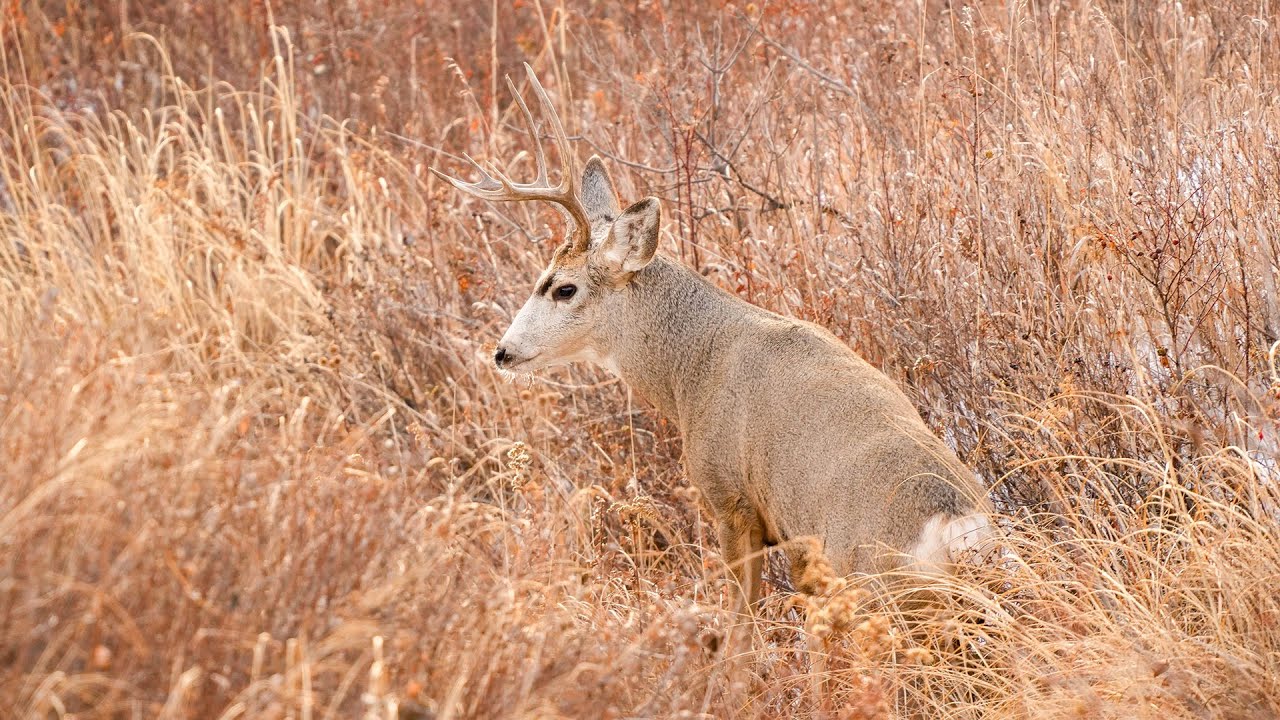 Deer Hunting Enforcement 2025 - NDGF - 11-10-2025
