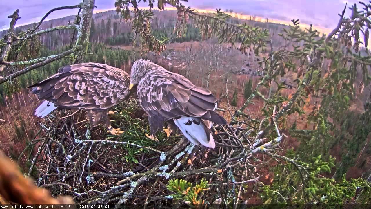 2015 11 16 09h44m57s juras erglis EaglesPullOutGrassFromNestBottom