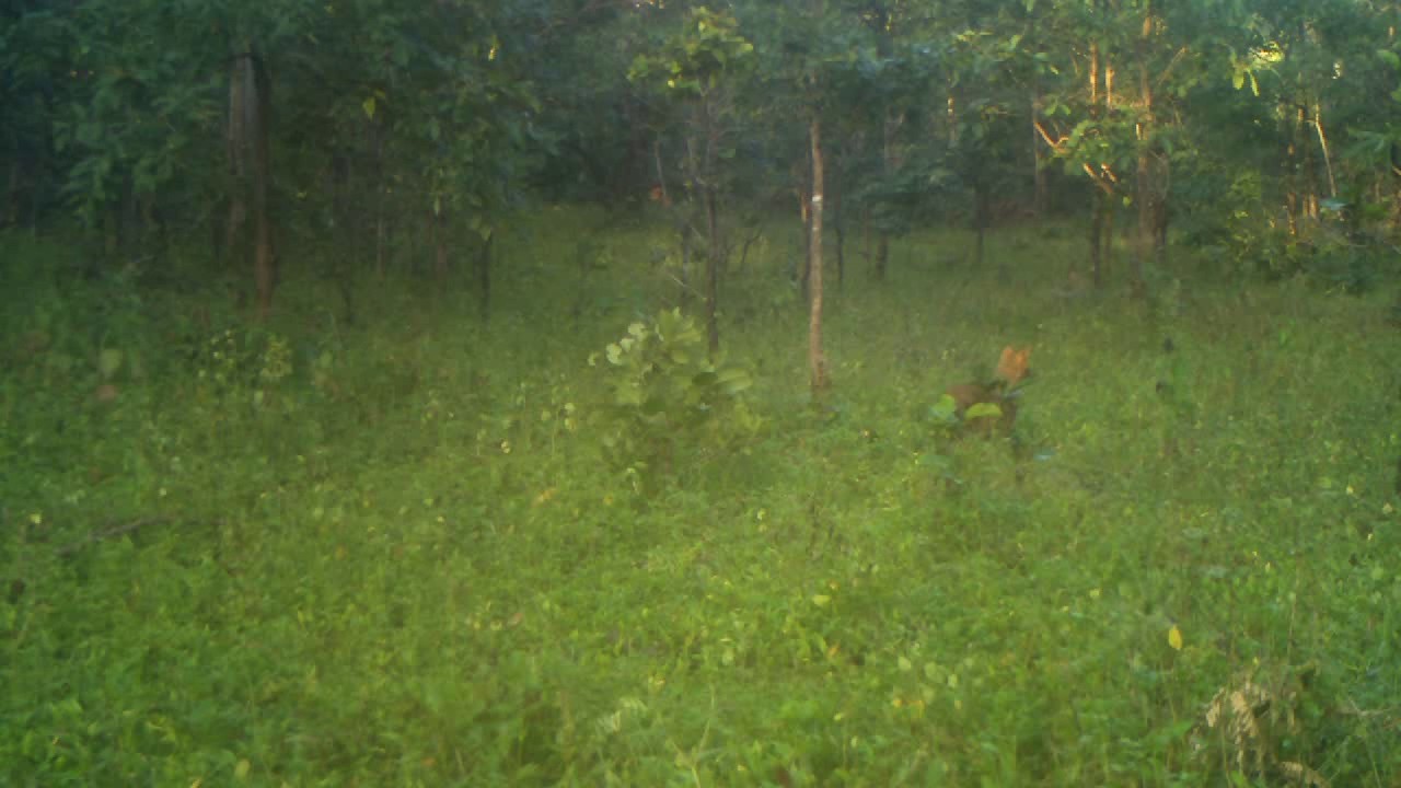 Jackal resting in Eco Park