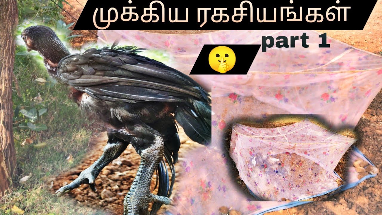 கோழி குஞ்சுகளை 🐥 எப்படி பாதுகாப்பது மற்றும் முக்கிய ரகசியங்கள் 🤫 | #pettaikaran #trending  #viral 