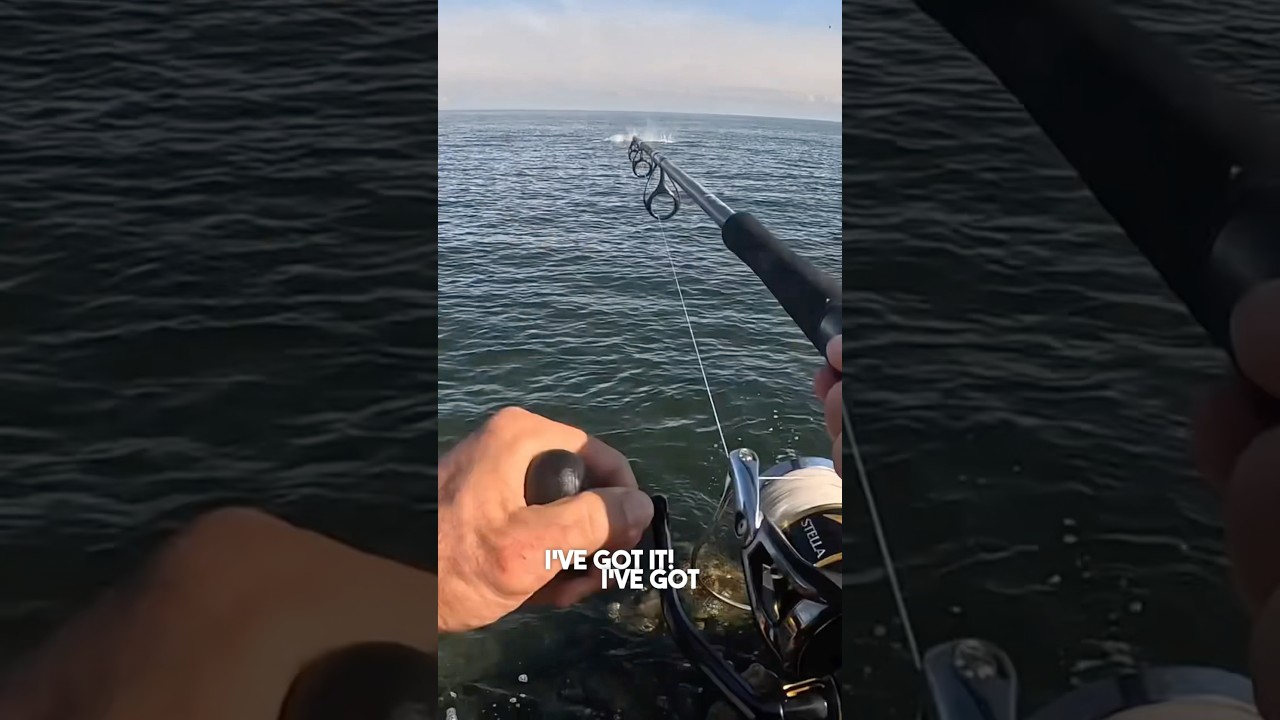 Massive Blue fin tuna off the coast of Italy - SilkOcean Cast PE 8 taking the heat