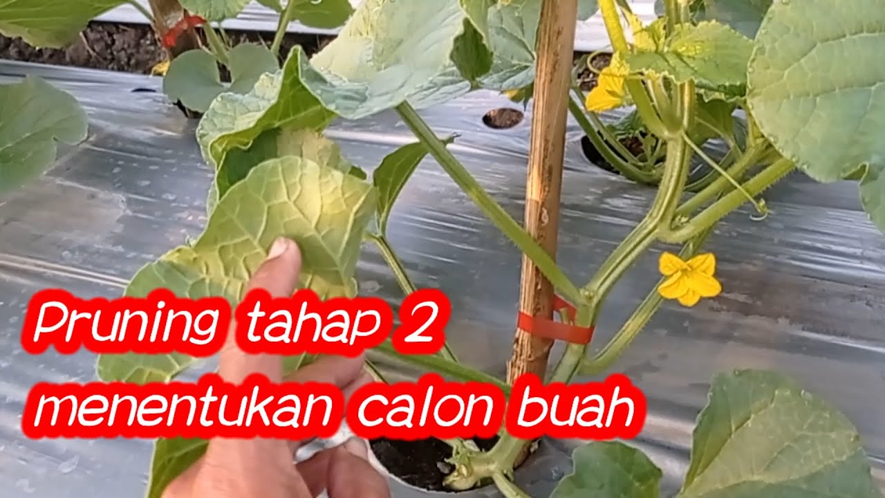 Pruning tahap 2 untuk menentukan calon buah melon yang bagus