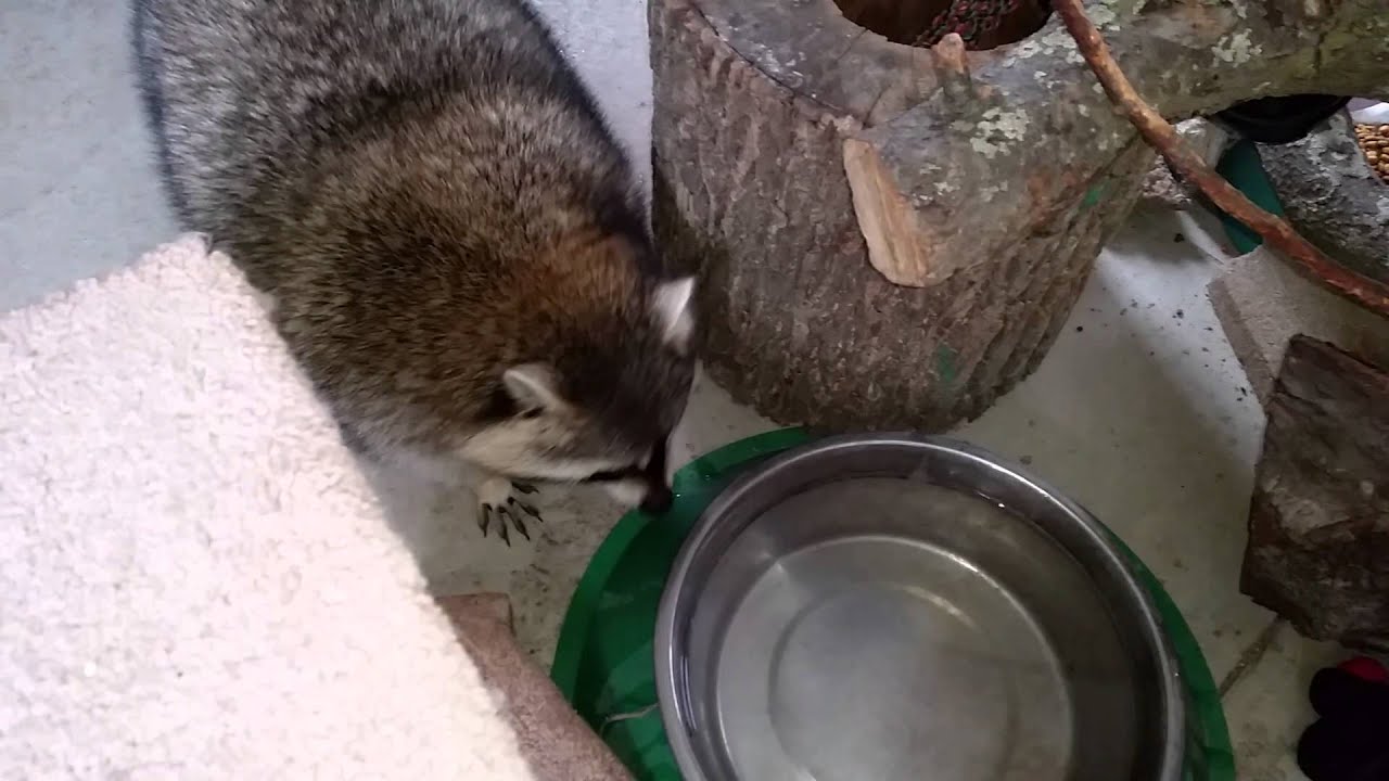 Cheddy the CH Raccoon