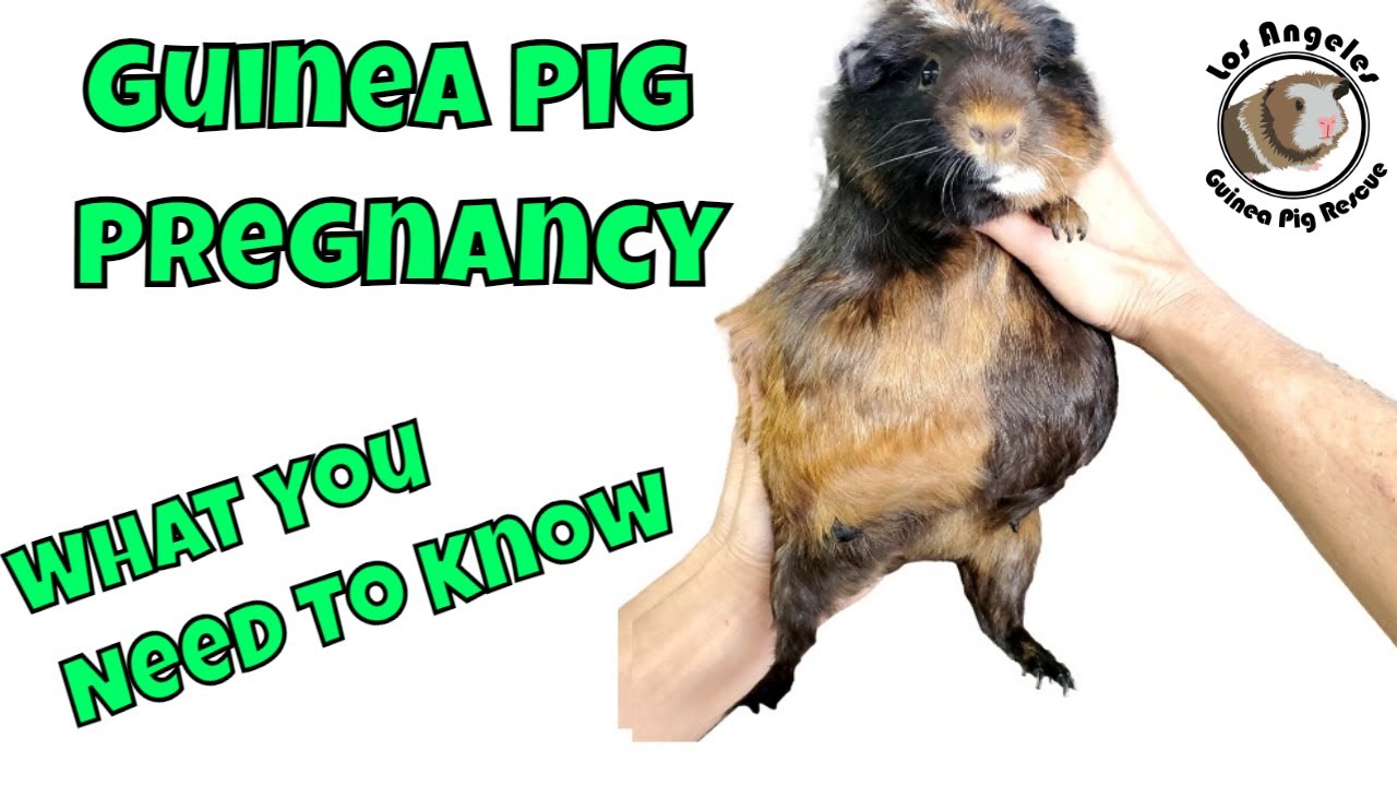 Беременность морской свинки: ваше полное руководство!