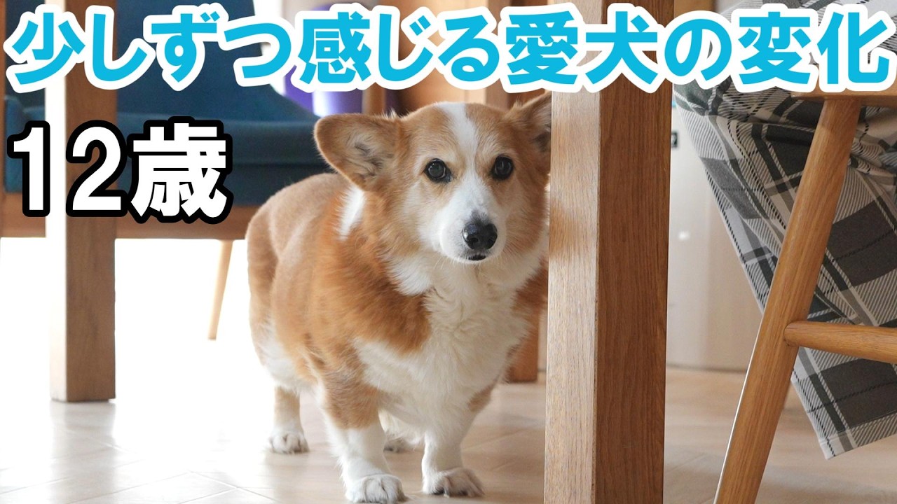 最近少しあれっ？と思う事が増えてきました【シニア犬】