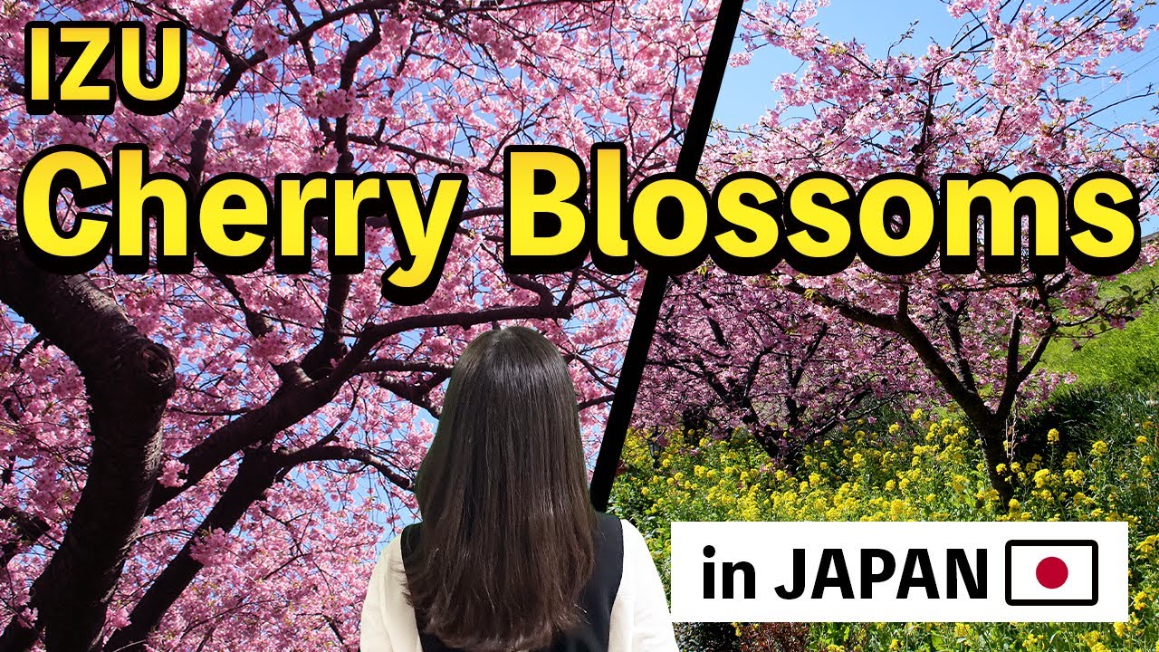 The Most Beautiful Cherry Blossoms in Japan🇯🇵: Exploring Izu’s Famous Sakura Spot in Full Bloom