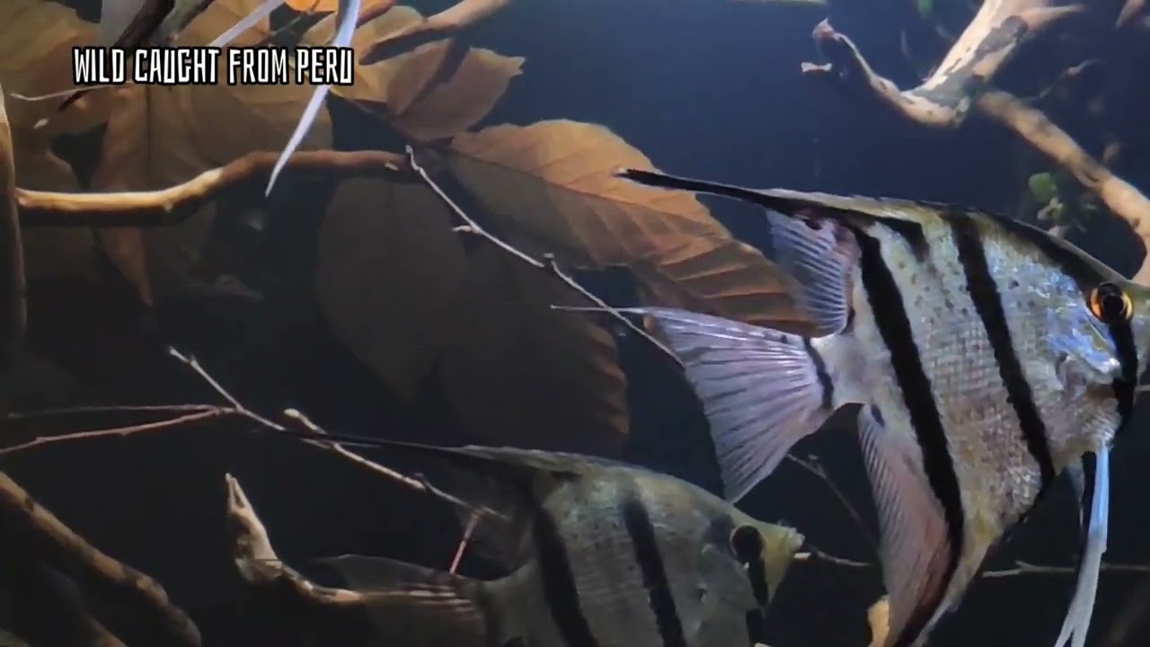 Rio Nanay Angelfish