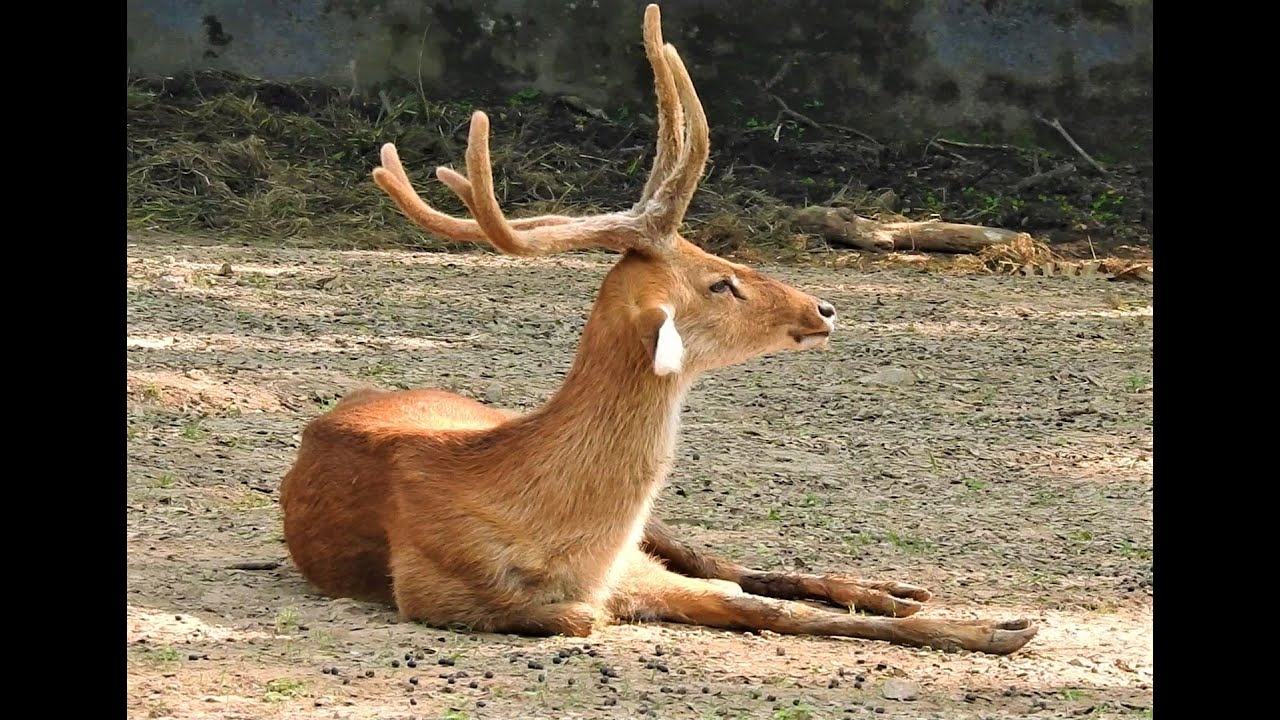 Sangai, Sazuk, Saza, Sakhi leh Nilgai...an chanchin tawi.