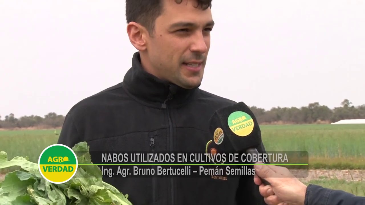 Cultivos de Cobertura  los nabos, una especie que se puede incorporar con beneficios muy específicos