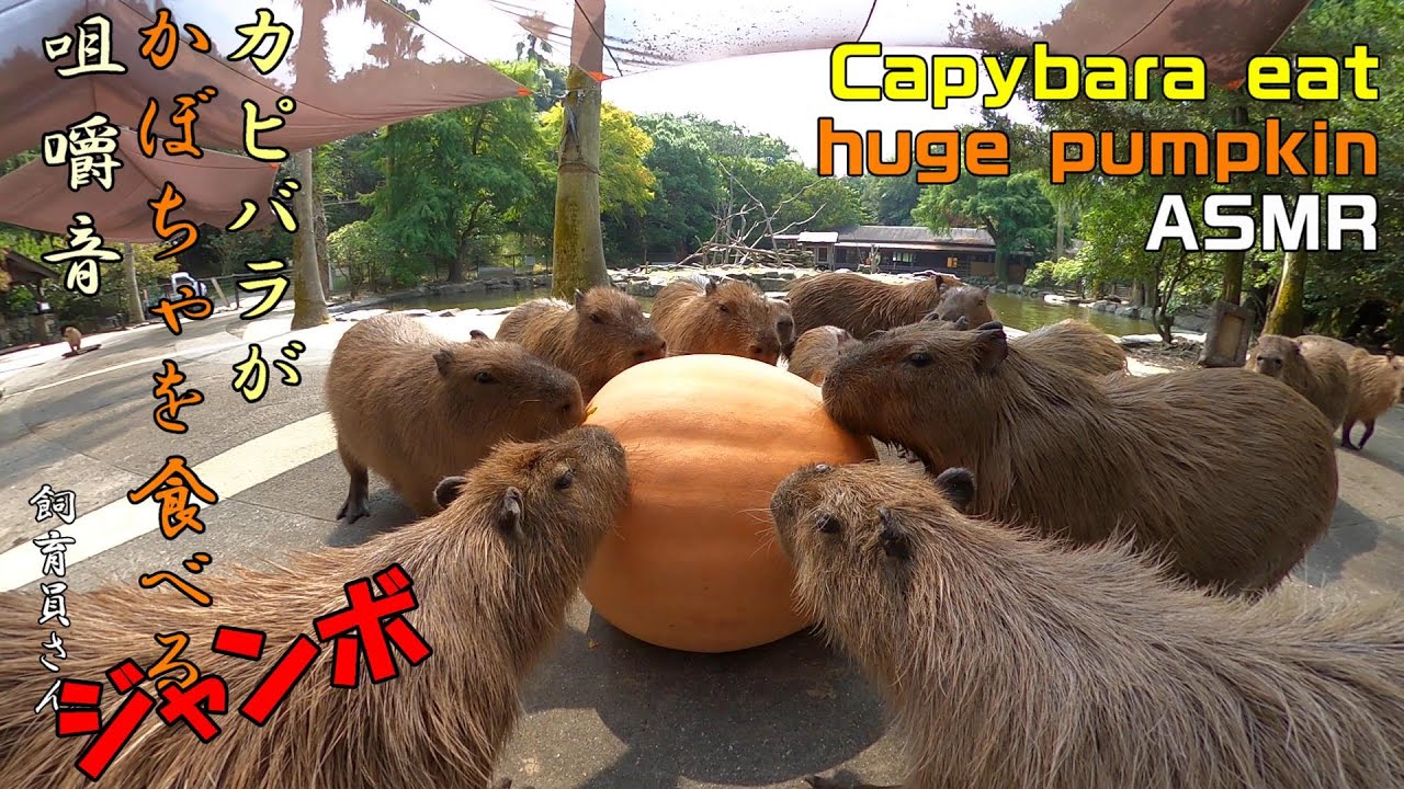 カピバラがジャンボかぼちゃを食べる咀嚼音 Capybara eat huge pumpkin ASMR