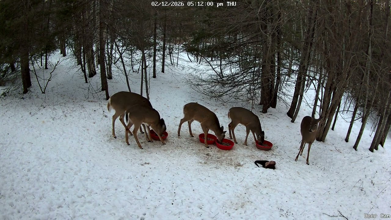 Deer 2-12-2026 5:01 PM