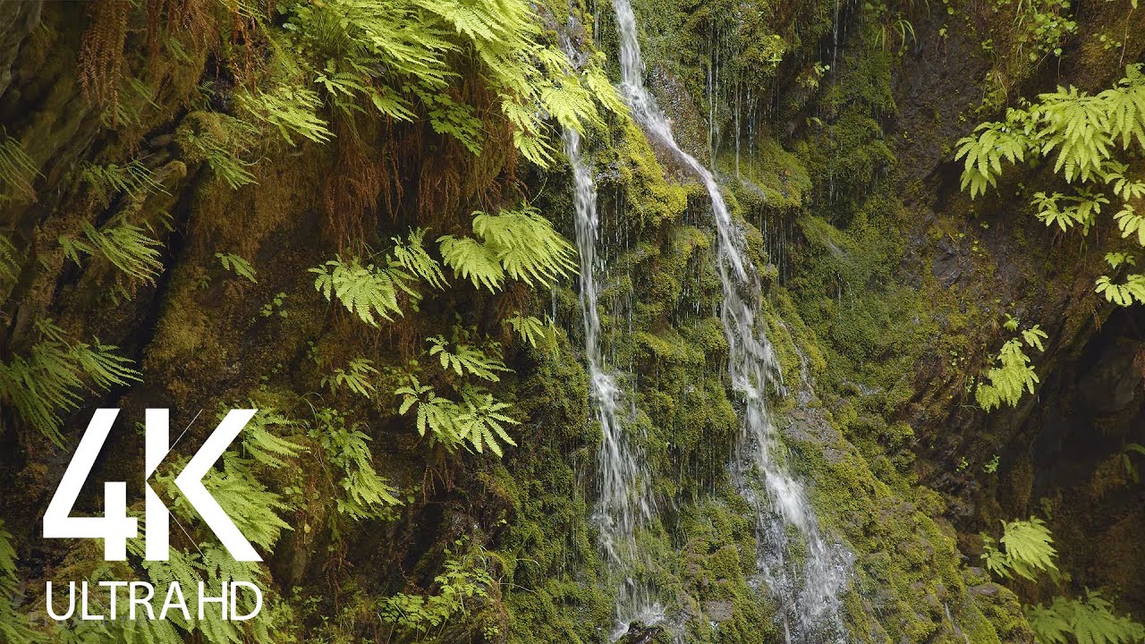 Peaceful Waterfall - 8 HOURS Water Sounds and Singing Birds Ambience