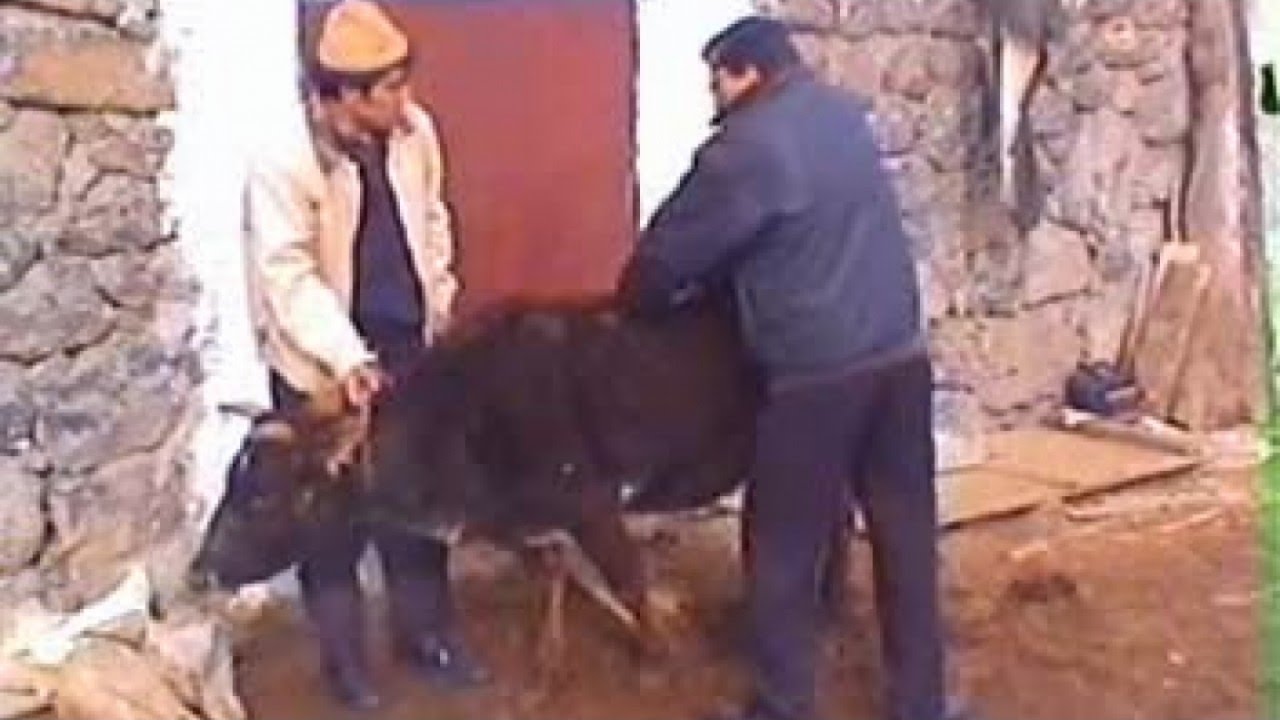 Tınazen Kurdi Ken u Heneken-&Ccedil;ELEK DIKIRİ &Ccedil;IMA NAKIRİ BAVO-k&uuml;rt&ccedil;e komedi2.B&ouml;l&uuml;m-Laqırdi Kurdi-Laqırdi