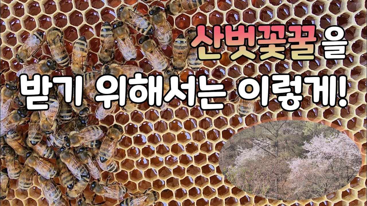 산벗꽃꿀을 받기 위해서 필요한 작업은? #산벗꽃꿀
