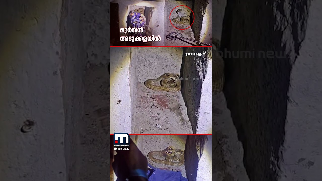 'കോബ്ര... നല്ല വലിപ്പം ഉണ്ടല്ലോ!'; കോതമം​ഗലത്ത് വീടിന്റെ അടുക്കളയിൽ  മൂർഖൻ പാമ്പിനെ പിടികൂടി | Snake