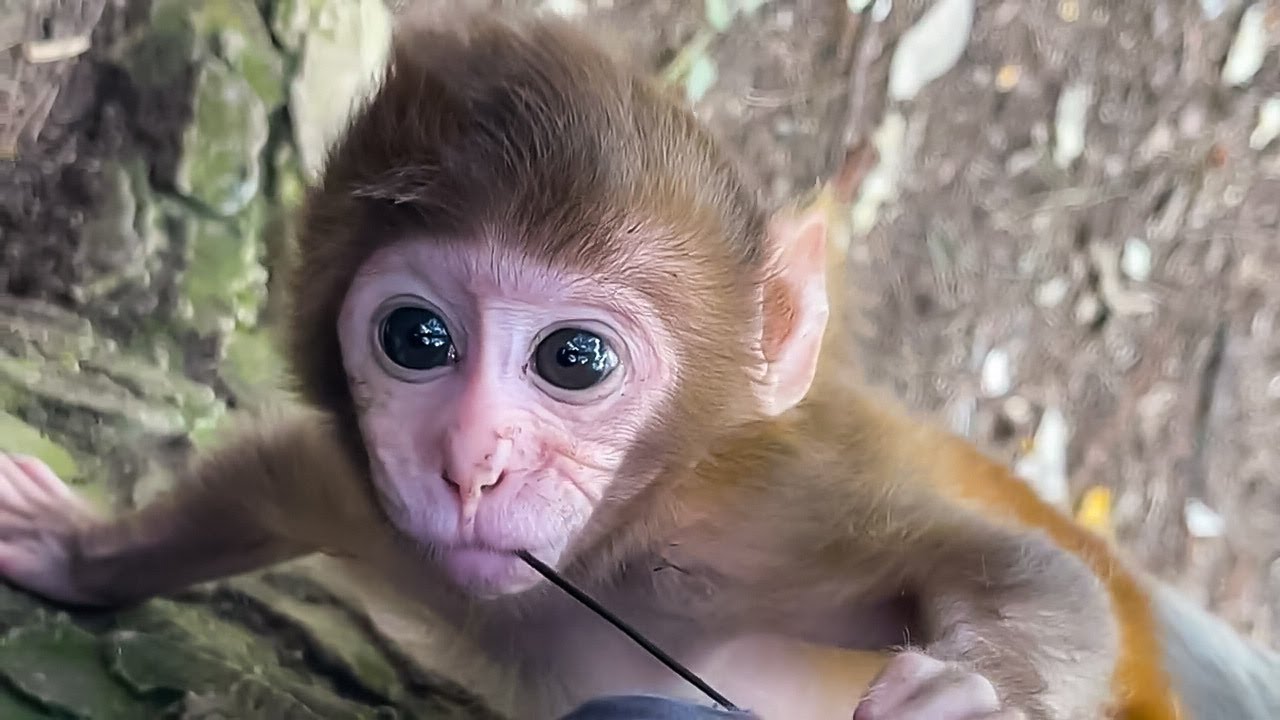 Cutie Baby Monkeys