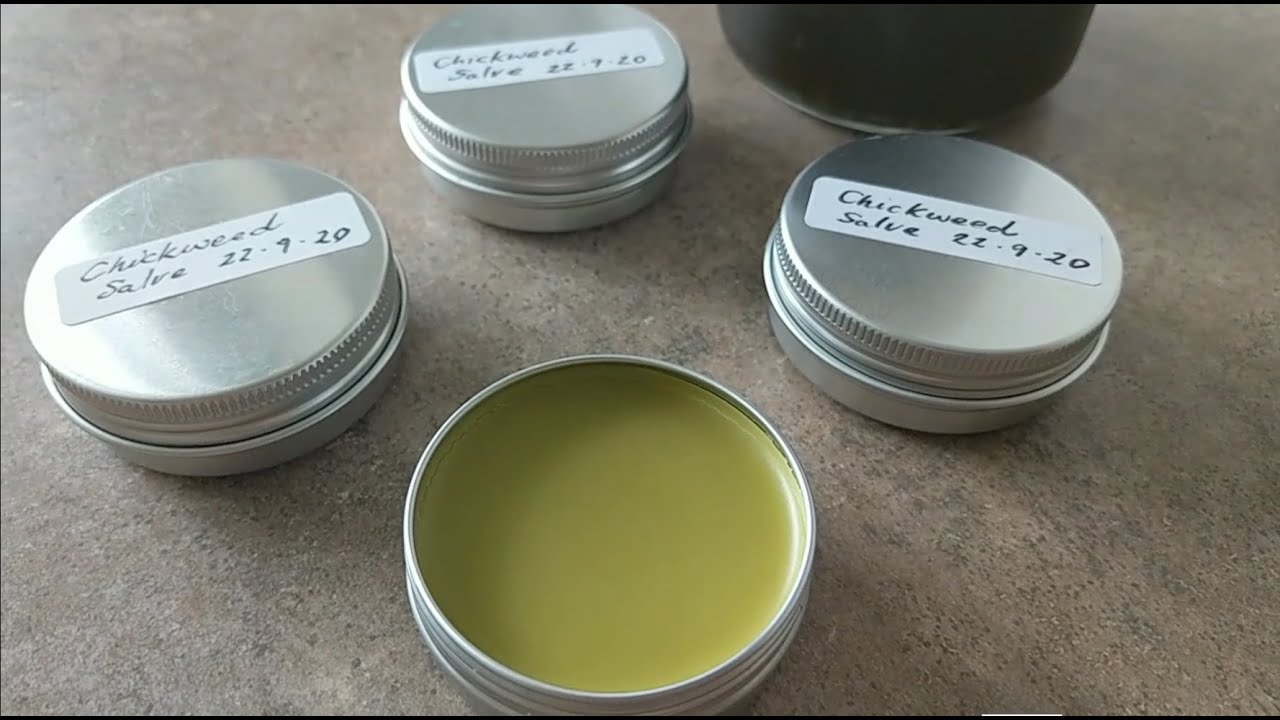 How to make chickweed salve (short version)