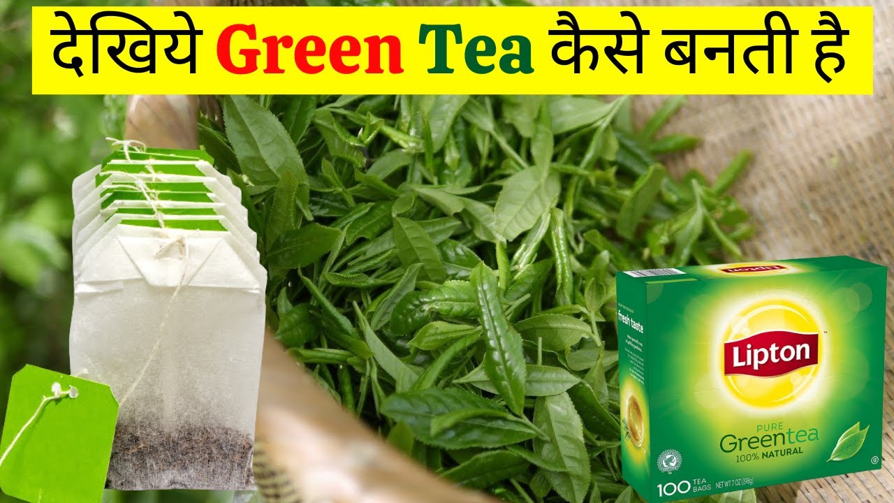 ☕☕ Green Tea Factory Mein Kaise Banta Hai | Green Tea Making Process | Green Tea Production