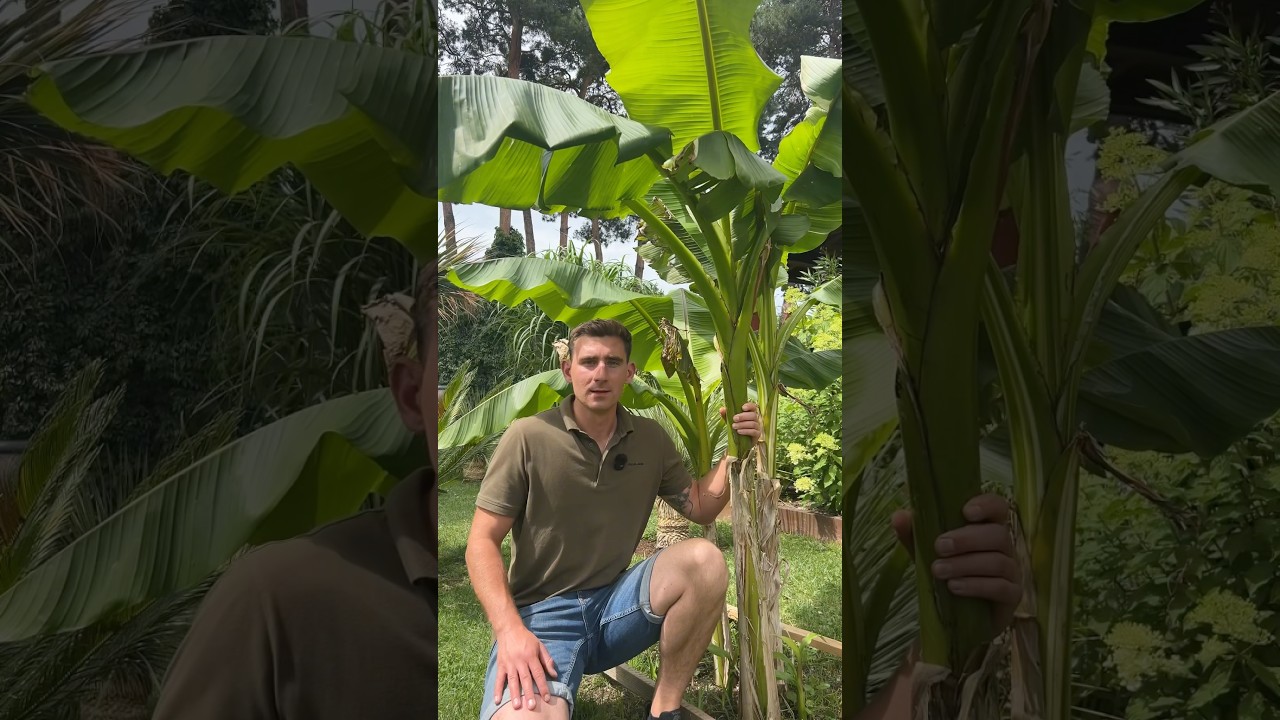 Musa basjoo, jeden z najbardziej mrozoodpornych bananowc&oacute;w 🍌🌱