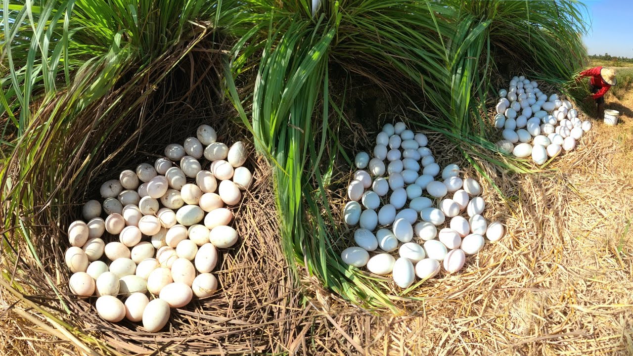 WOW WOW  ! Picking duck eggs in the fields near the grass.