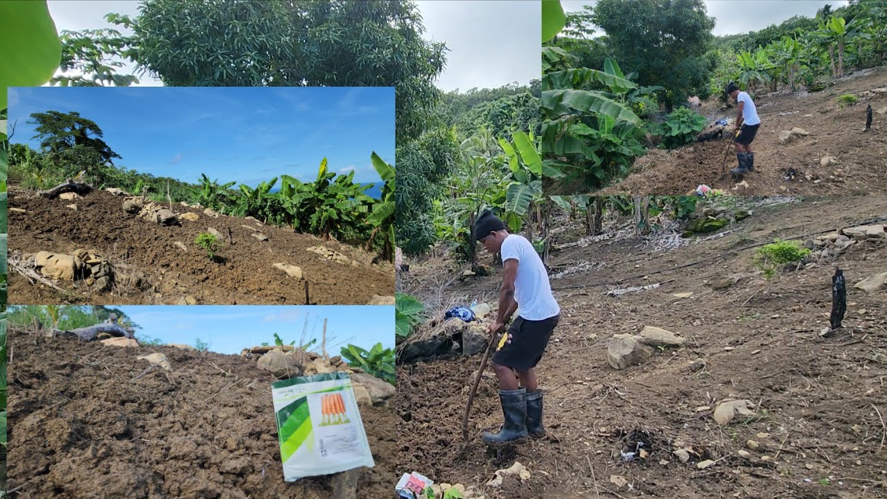 Вспахайте землю и посадите морковь 🥕 сегодня же!