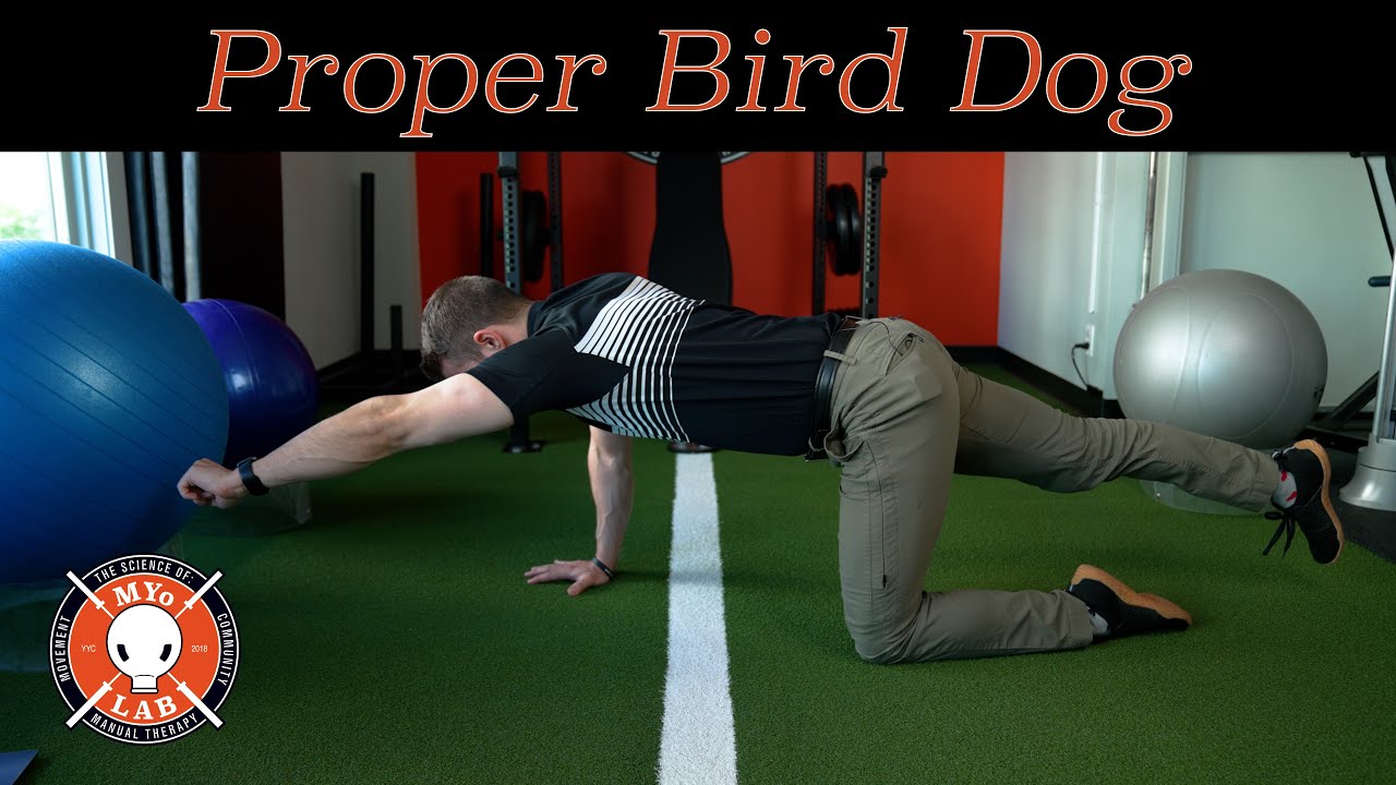 McGill Bird Dog: Core Stability & Low Back Pain Relief | MYo Lab Health & Wellness