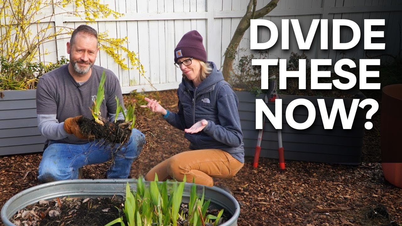 Can You Divide Irises In Spring? Yes, and Here's How!  #garden #iris #gardening