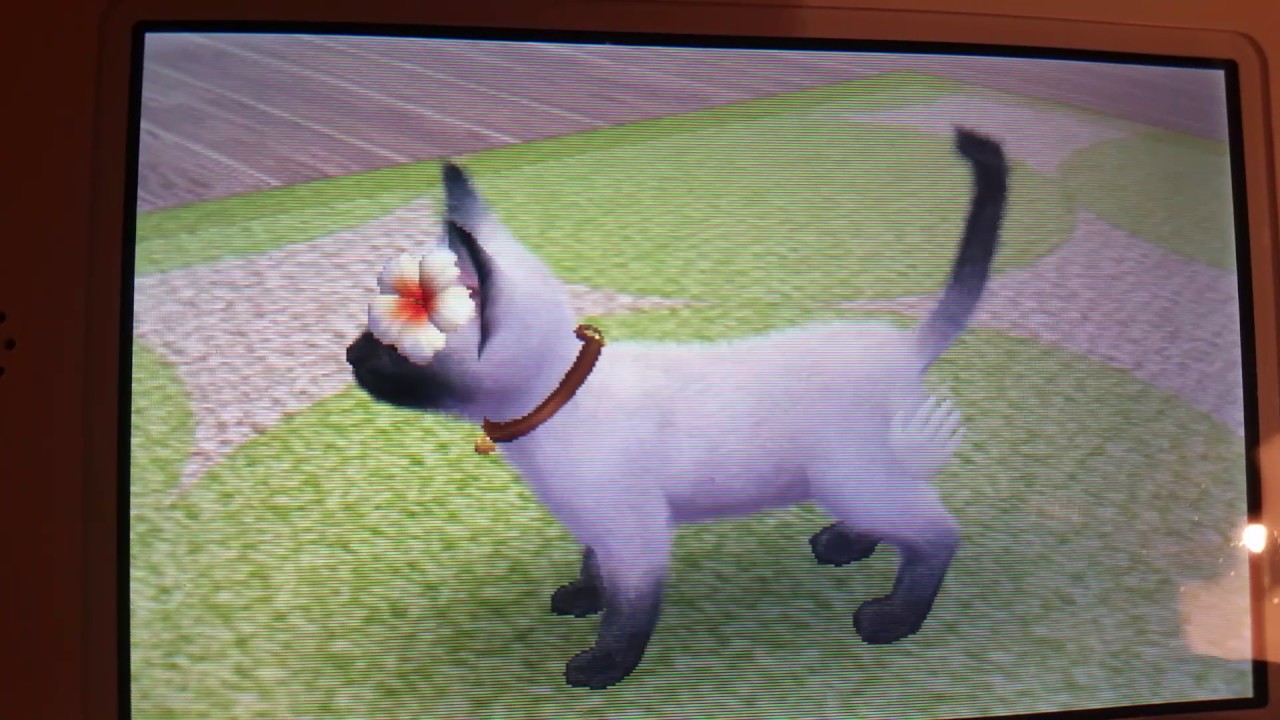 Nintendogs + Cats a new cat