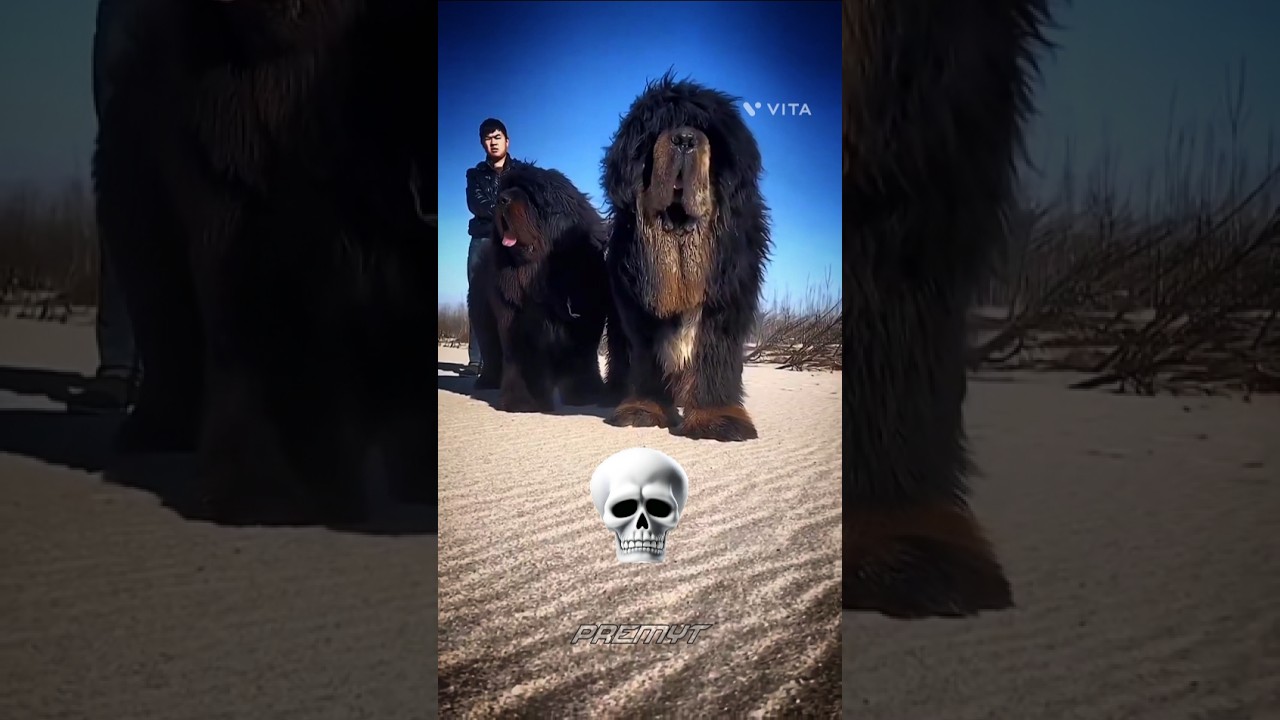 American Bully, Cane corso, Dogo Argentino, Tibetan mastiff Dog Transformation 🔥#dog #shorts